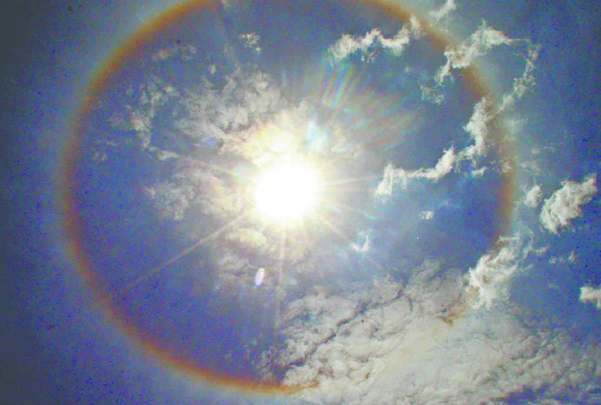 Plant astrology tree root solutions for kundali dosh