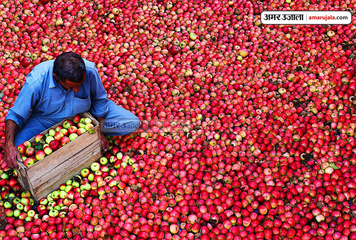 lockdown in Jammu Kashmir (J&K) news in Hindi, Kashmiri apple growers hope to increase consumption in Ramadan