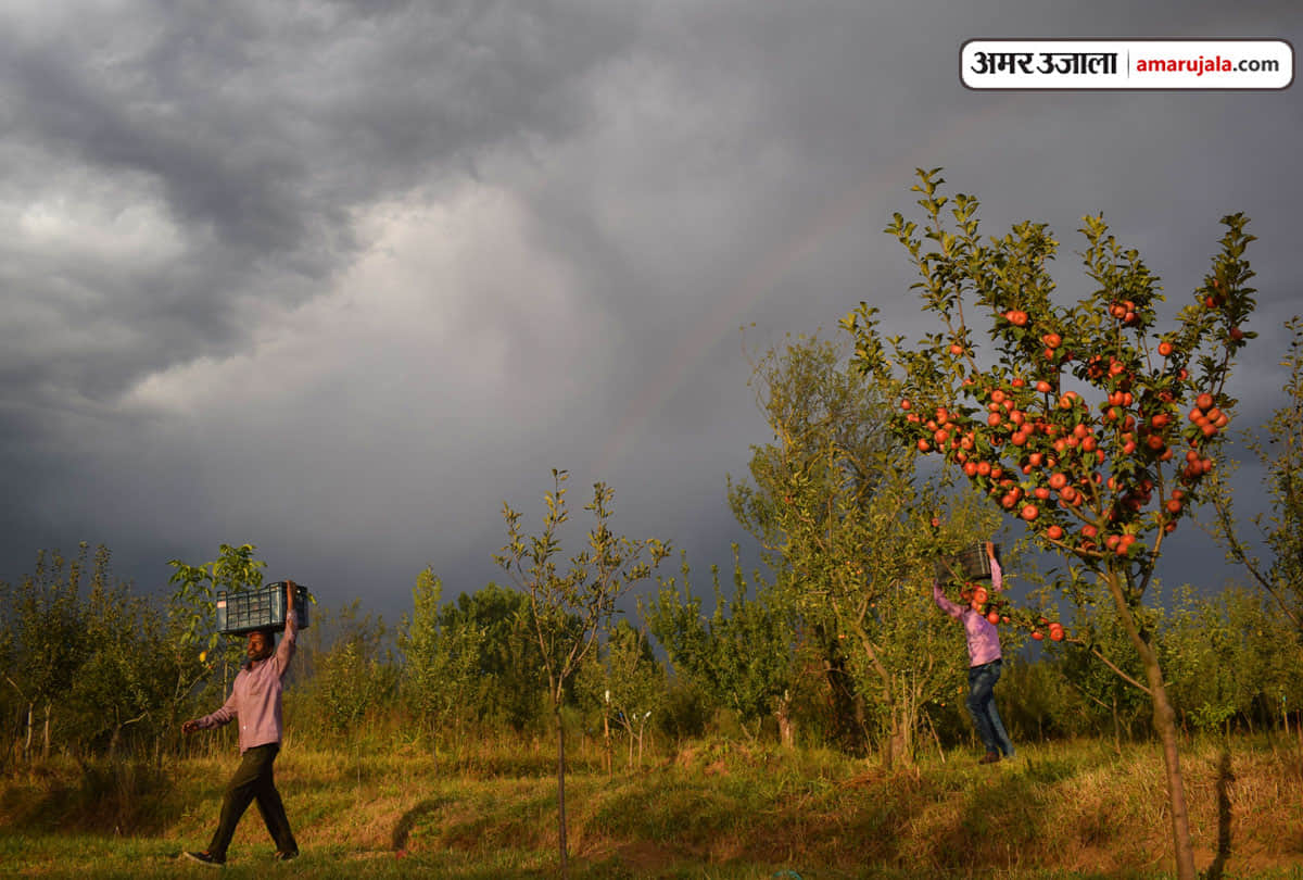 lockdown in Jammu Kashmir (J&K) news in Hindi, Kashmiri apple growers hope to increase consumption in Ramadan