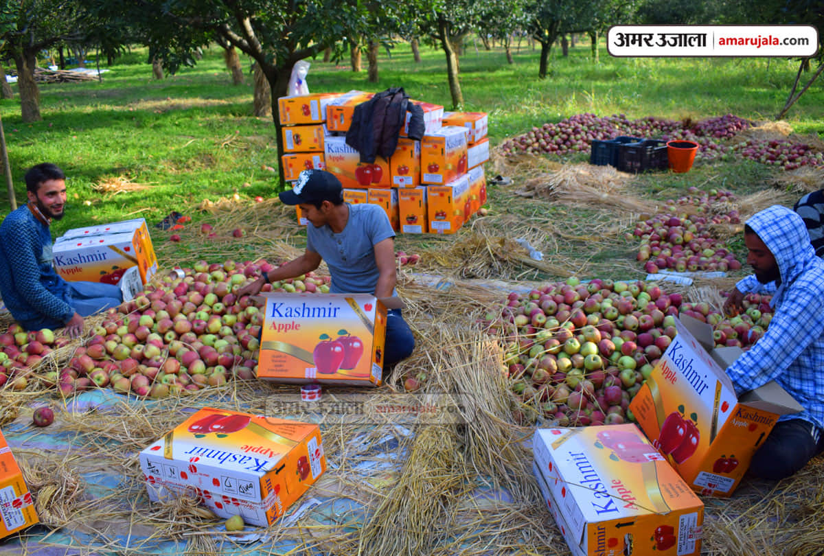 lockdown in Jammu Kashmir (J&K) news in Hindi, Kashmiri apple growers hope to increase consumption in Ramadan