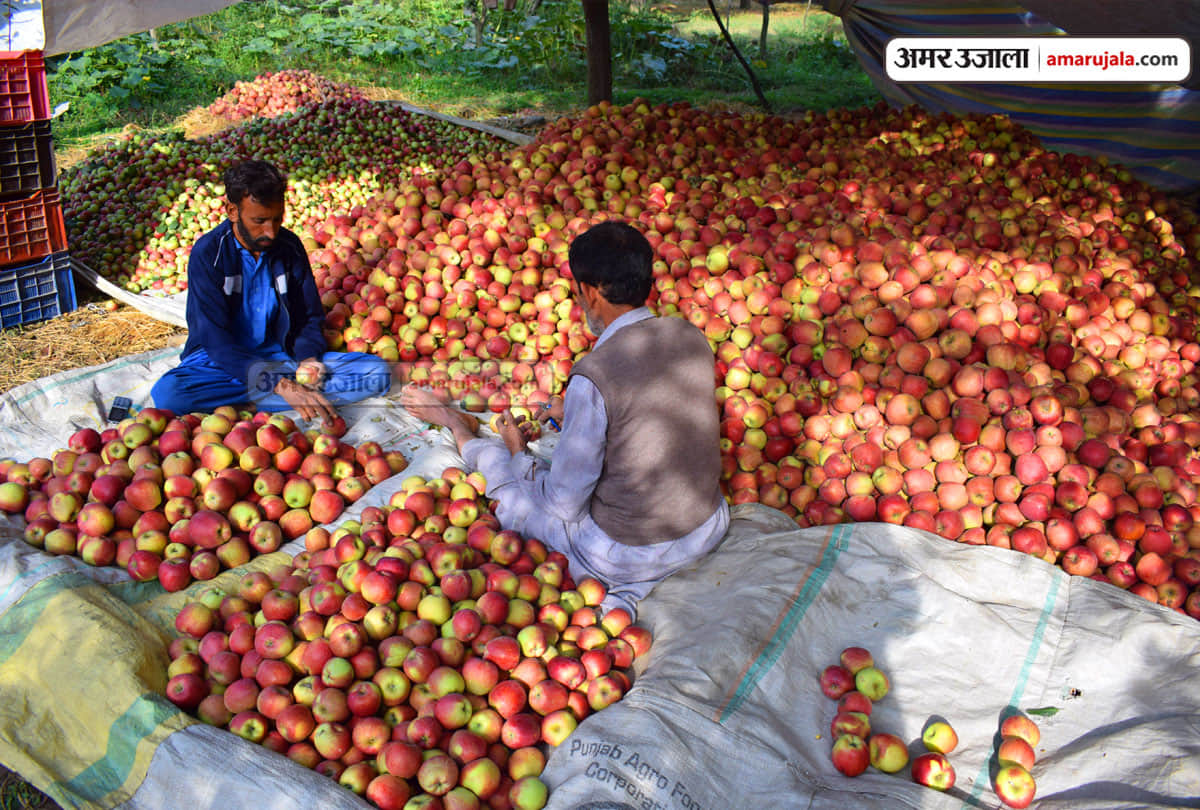 lockdown in Jammu Kashmir (J&K) news in Hindi, Kashmiri apple growers hope to increase consumption in Ramadan