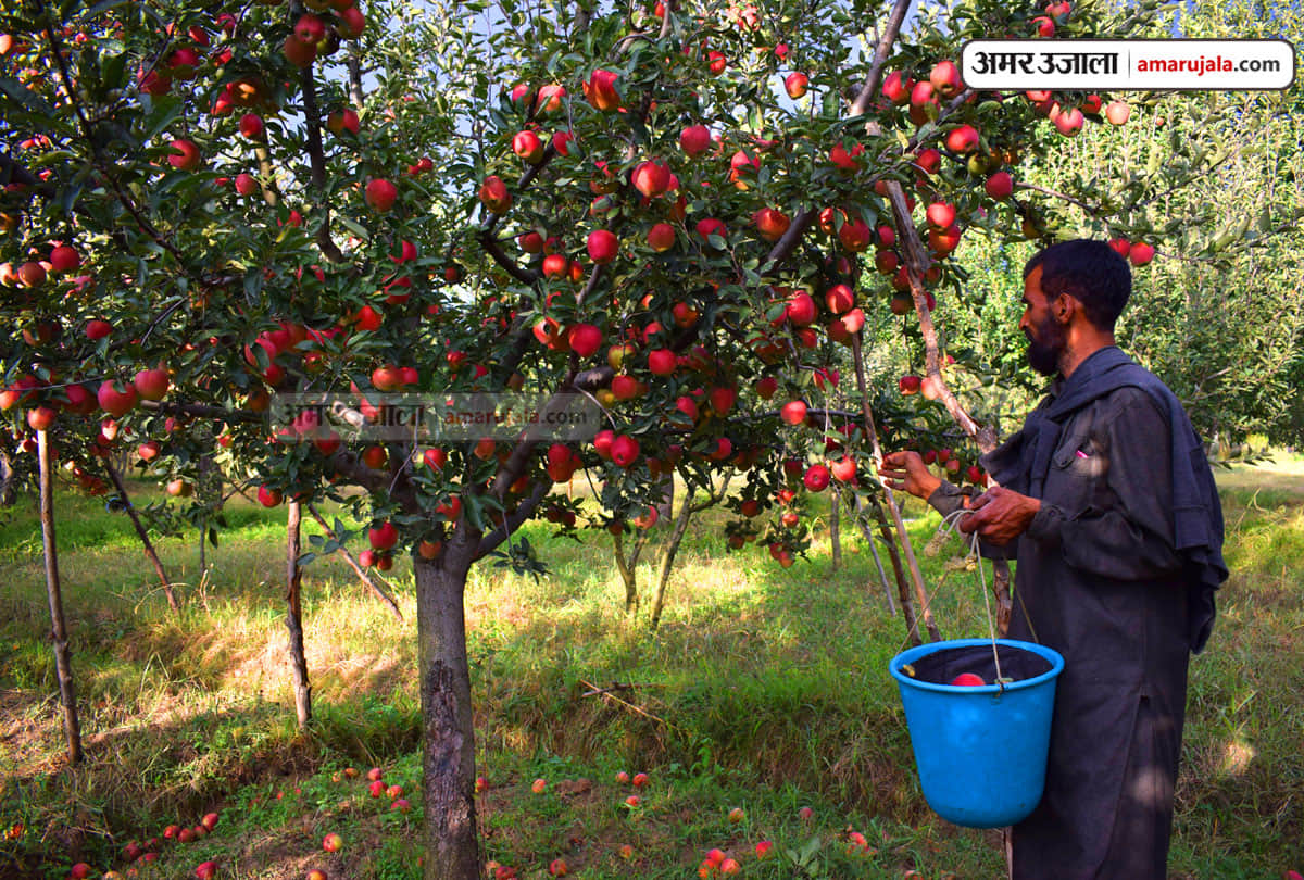 lockdown in Jammu Kashmir (J&K) news in Hindi, Kashmiri apple growers hope to increase consumption in Ramadan
