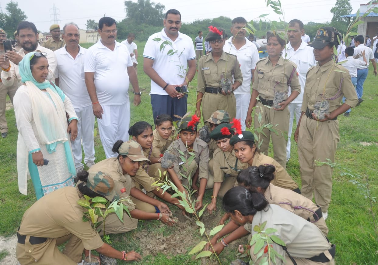 mau news plantation