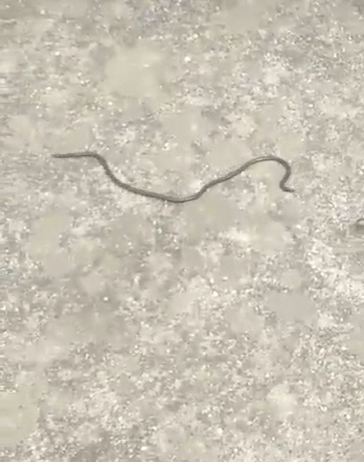 snake came out from tap