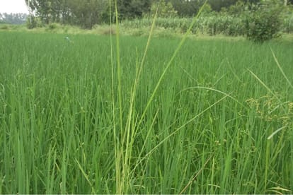 Basmati area in capital Dehradun reduced by 252 hectares in four years due to urbanization