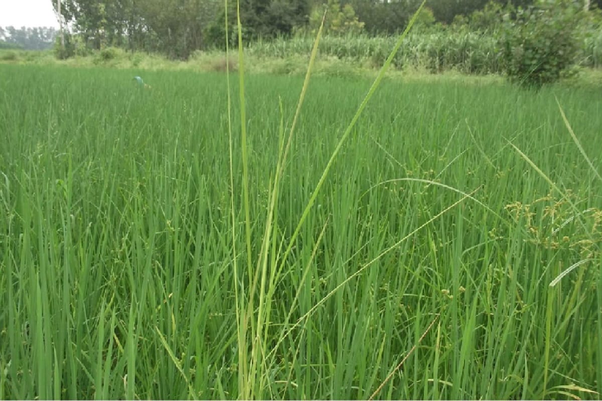 Jammu and Kashmir: The country's first Basmati research center will be built in RS Pura, ten thousand farmers will be directly connected to this institute