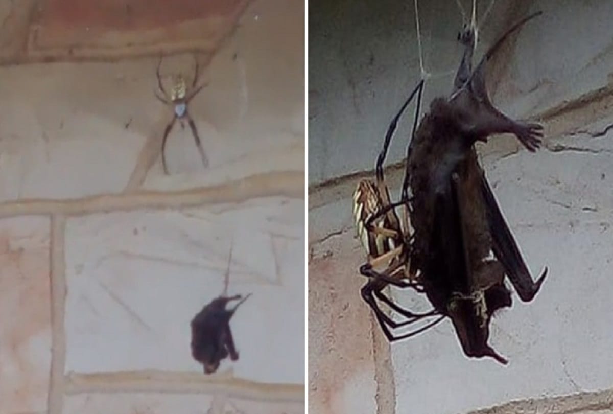 Spider catches bat and eats in Texas Video viral on social media