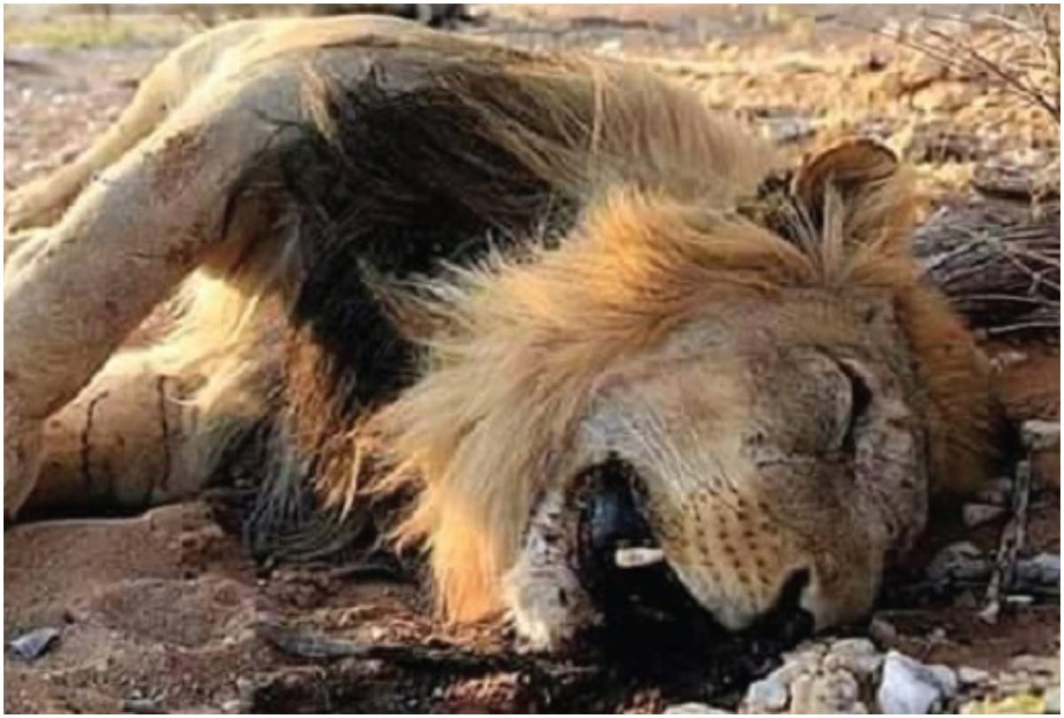 a five year lion found dead in a well amreli gujrat