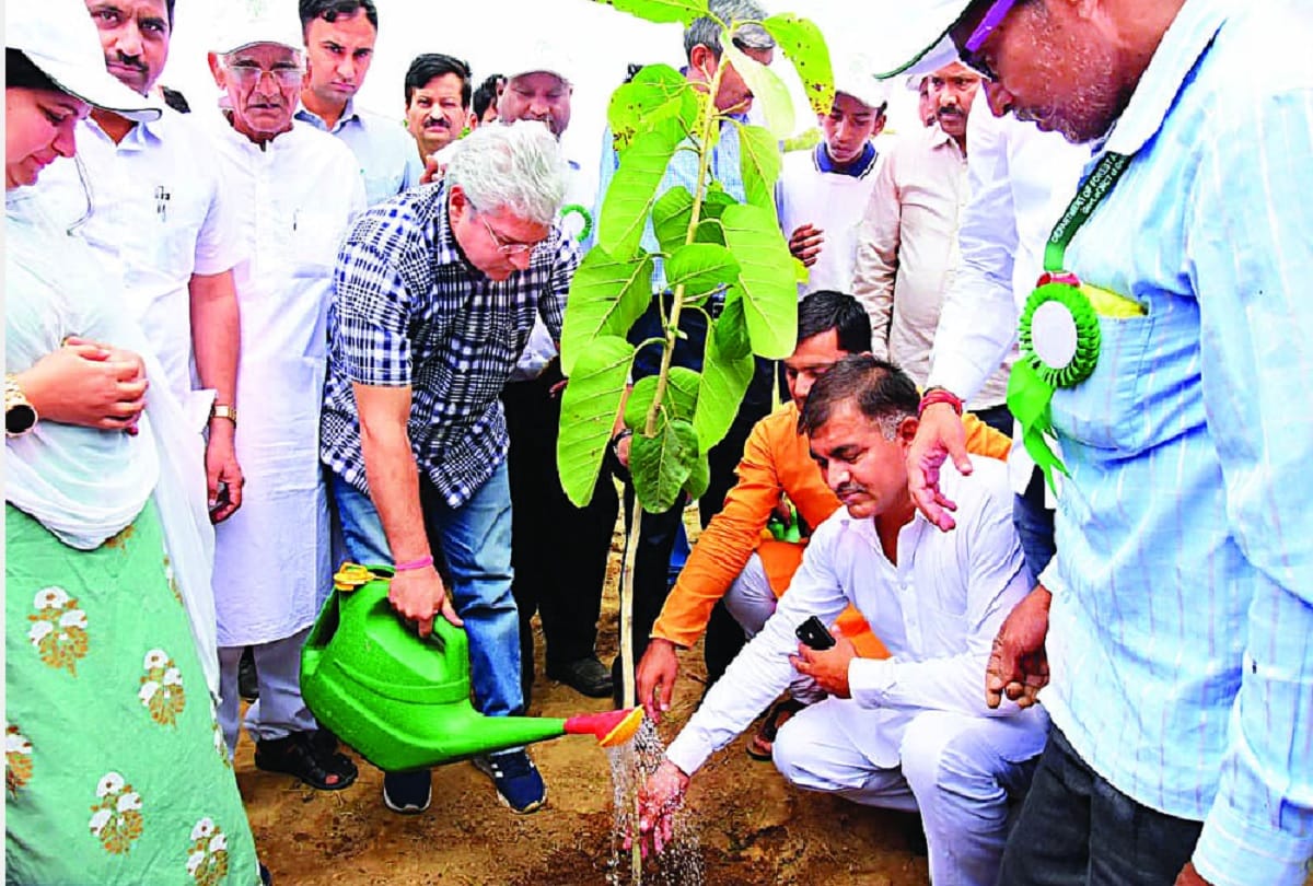 Three lakh saplings planted in a day