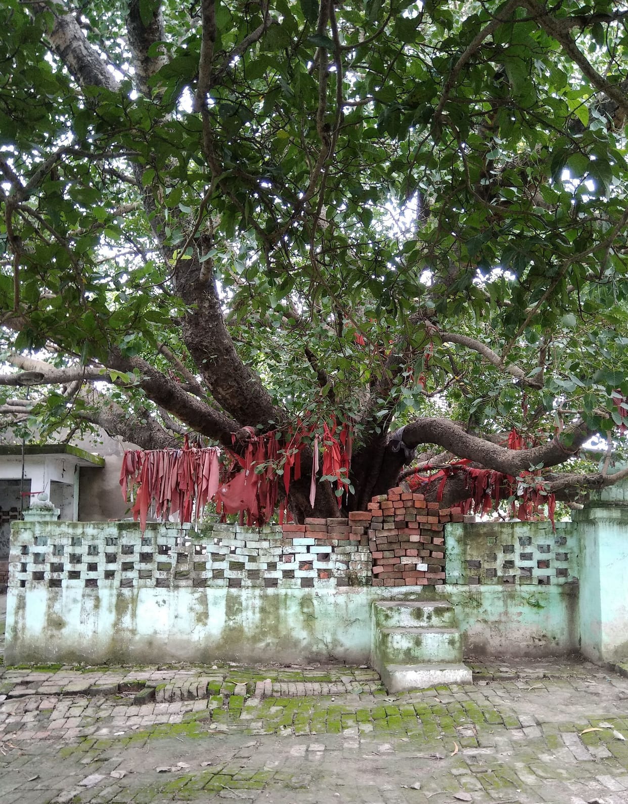 Hundreds of years old trees will be saved