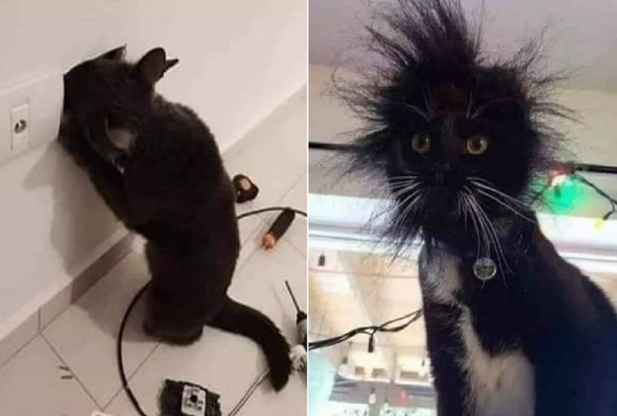 Funny photos of Cat exploring switchboard goes viral on social media