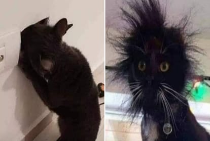 Funny photos of Cat exploring switchboard goes viral on social media