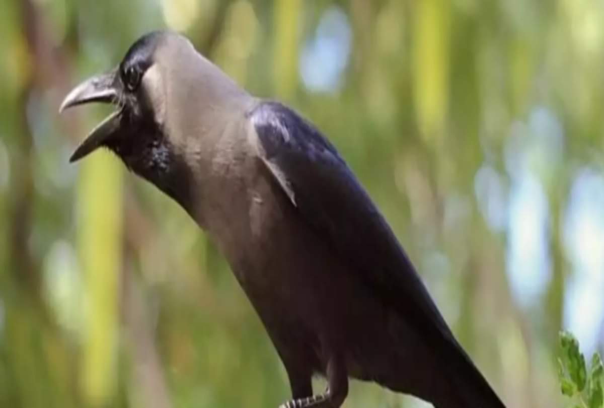 When is it auspicious to see a crow and when inauspicious