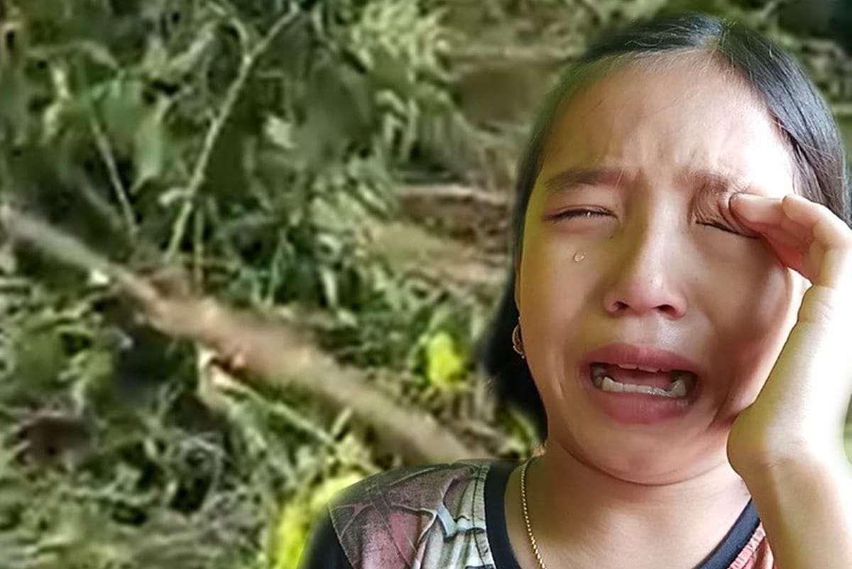 girl cries over tree cut so 9 year old girl Valentina appointed as Manipur’s green ambassador by cm