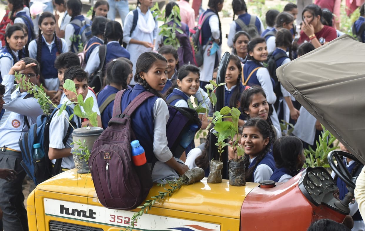 tree plantation