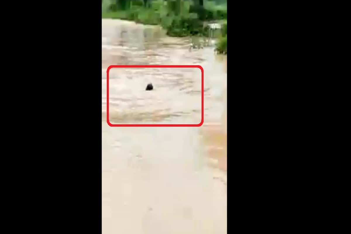 Madhya pradesh Neemuch youth jumped into river for tiktok video saved by villagers