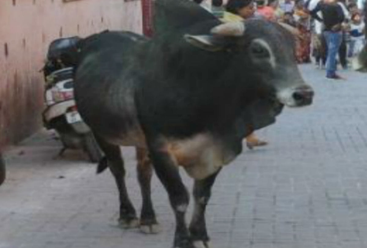 Bull crushed fifth student going to school died Kotdwar uttarakhand news in hindi