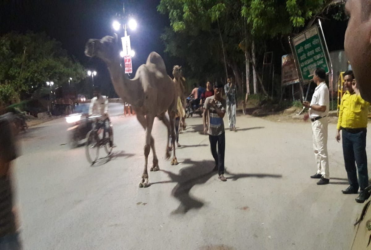 Salempura administration took camels on custody before bakrid sacrifice