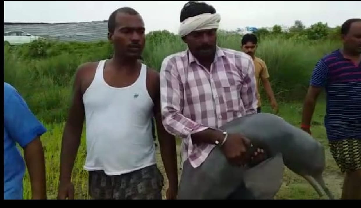 Dolphin caught in siphon in Saryu river