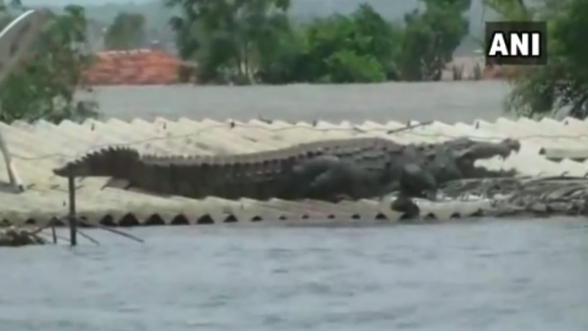 Crocodile lands on roof of a house in Flood affected Karnataka 