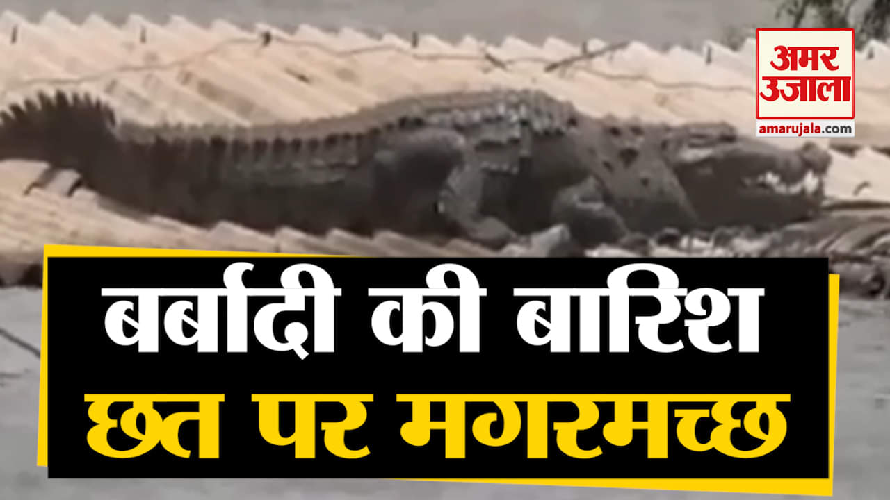 मगरमच्छ