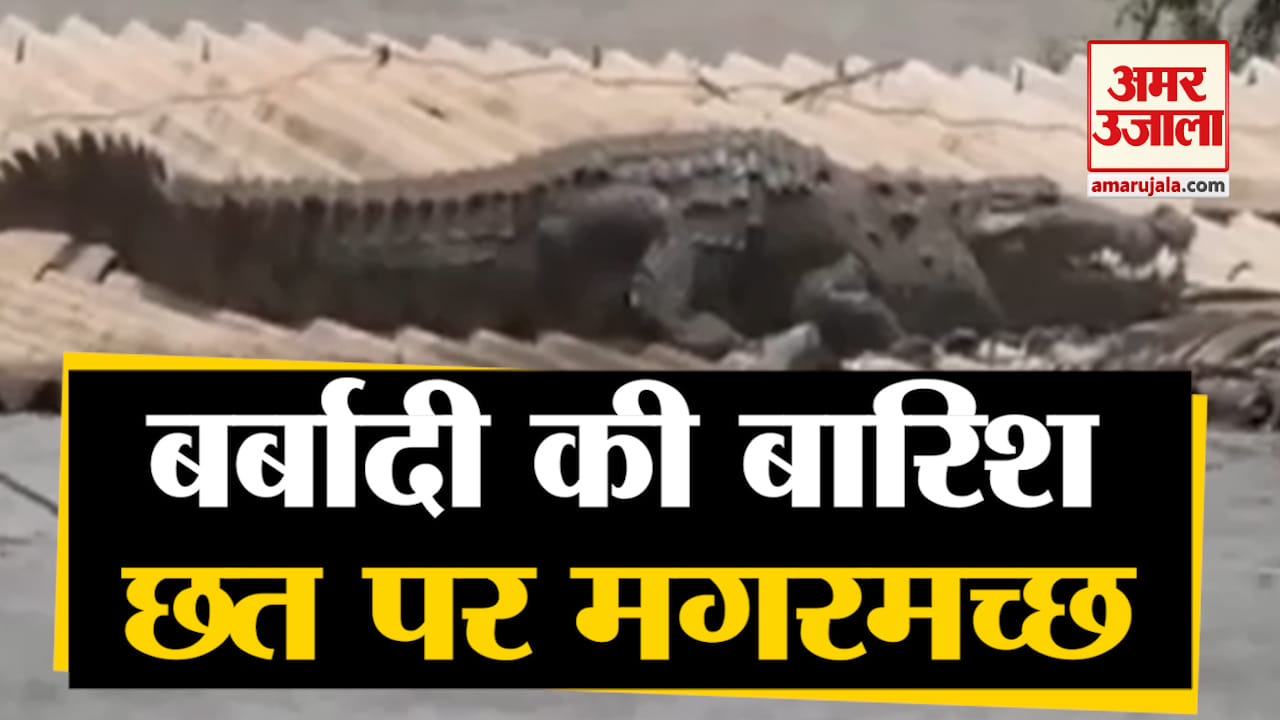 मगरमच्छ