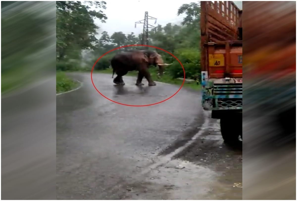 wild elephants attacked and killed truck driver in raigarh chhattisgarh