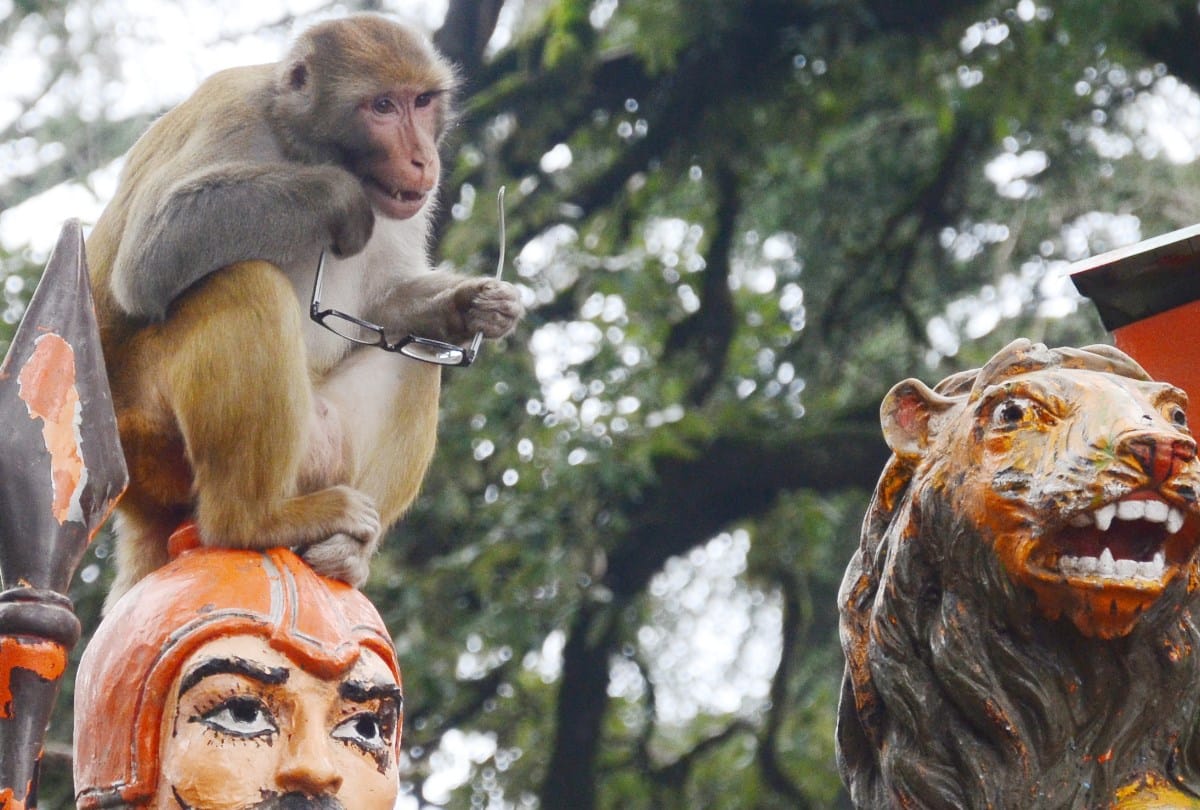 monkeys steal specs in shimla and jakhu temple shimla monkeys
