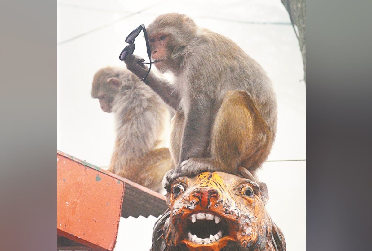 monkeys steal specs in shimla and jakhu temple shimla monkeys