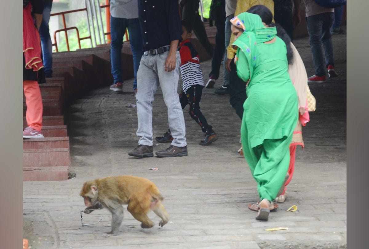 Corporation is not getting Kalander to catch the monkey in delhi