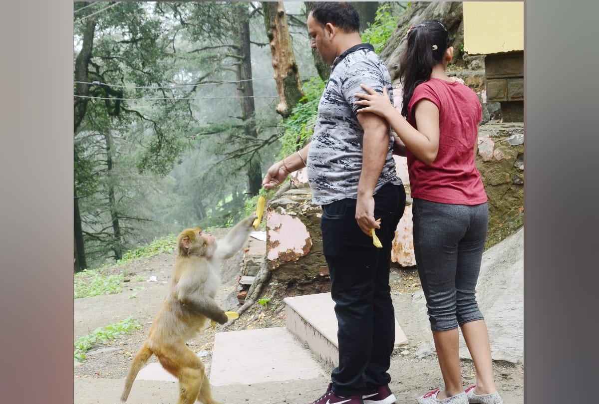 monkeys steal specs in shimla and jakhu temple shimla monkeys