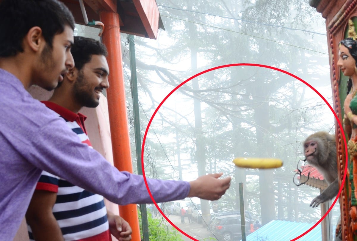 monkeys steal specs in shimla and jakhu temple shimla monkeys