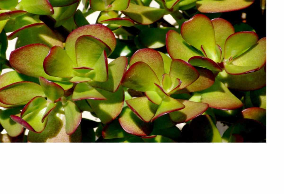 keep crassula plant in home for attract to money