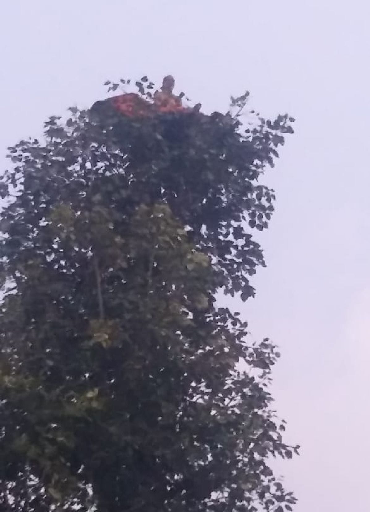 Bandaria Baba sitting on a tree
