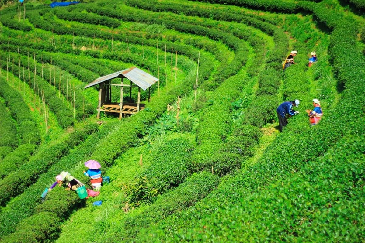 know about the tea gardens of  highest tea consuming country