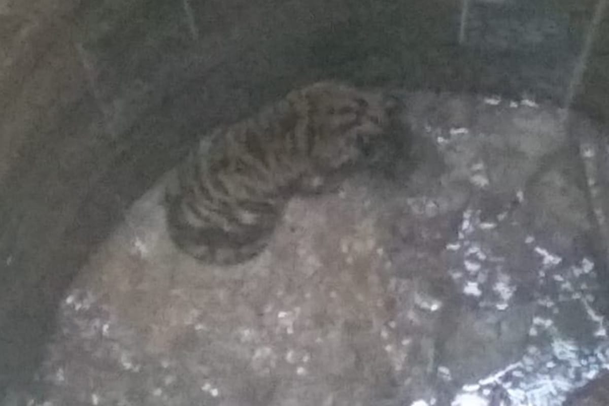 Madhya Pradesh: tiger has fallen in a well Forest Department team is present at spot
