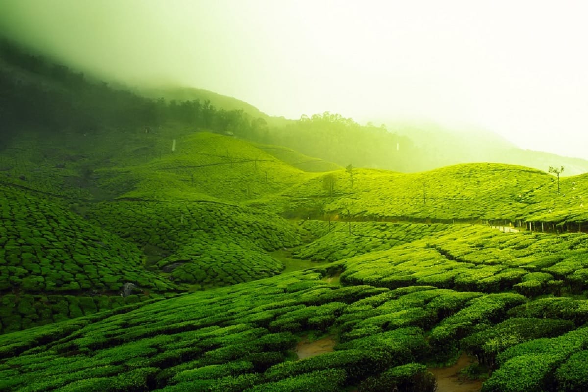 kolukkumalai world's highest tea estate where you see glorious sunrise