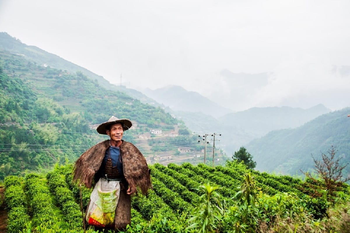 kolukkumalai world's highest tea estate where you see glorious sunrise