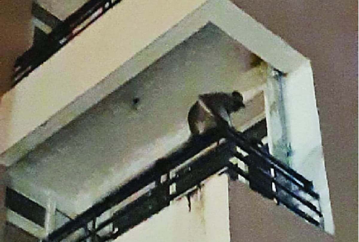 case has been filed against two people for keep baboon in flat in noida
