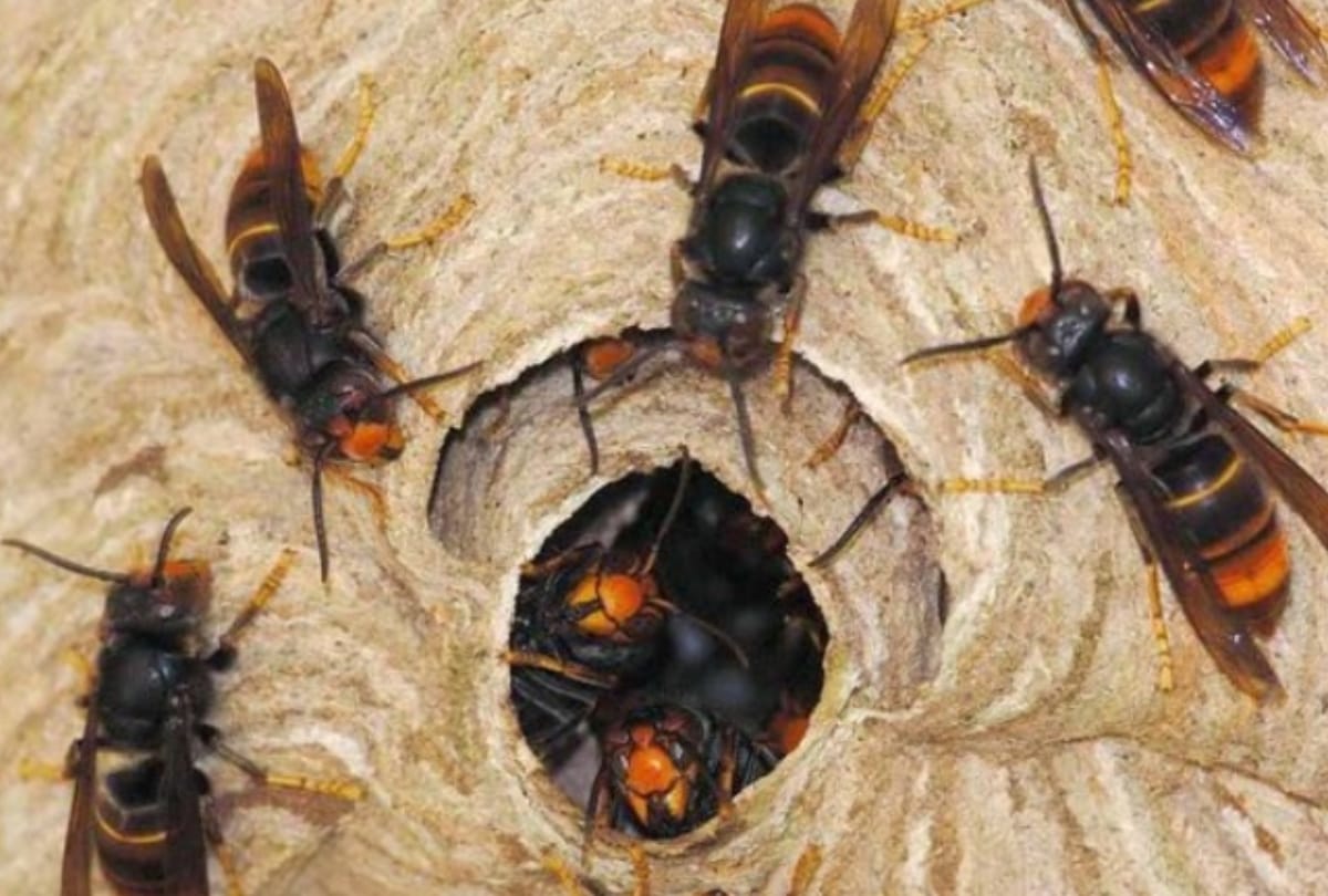 Injured mother and daughter died in PGI after being attacked by Hornet