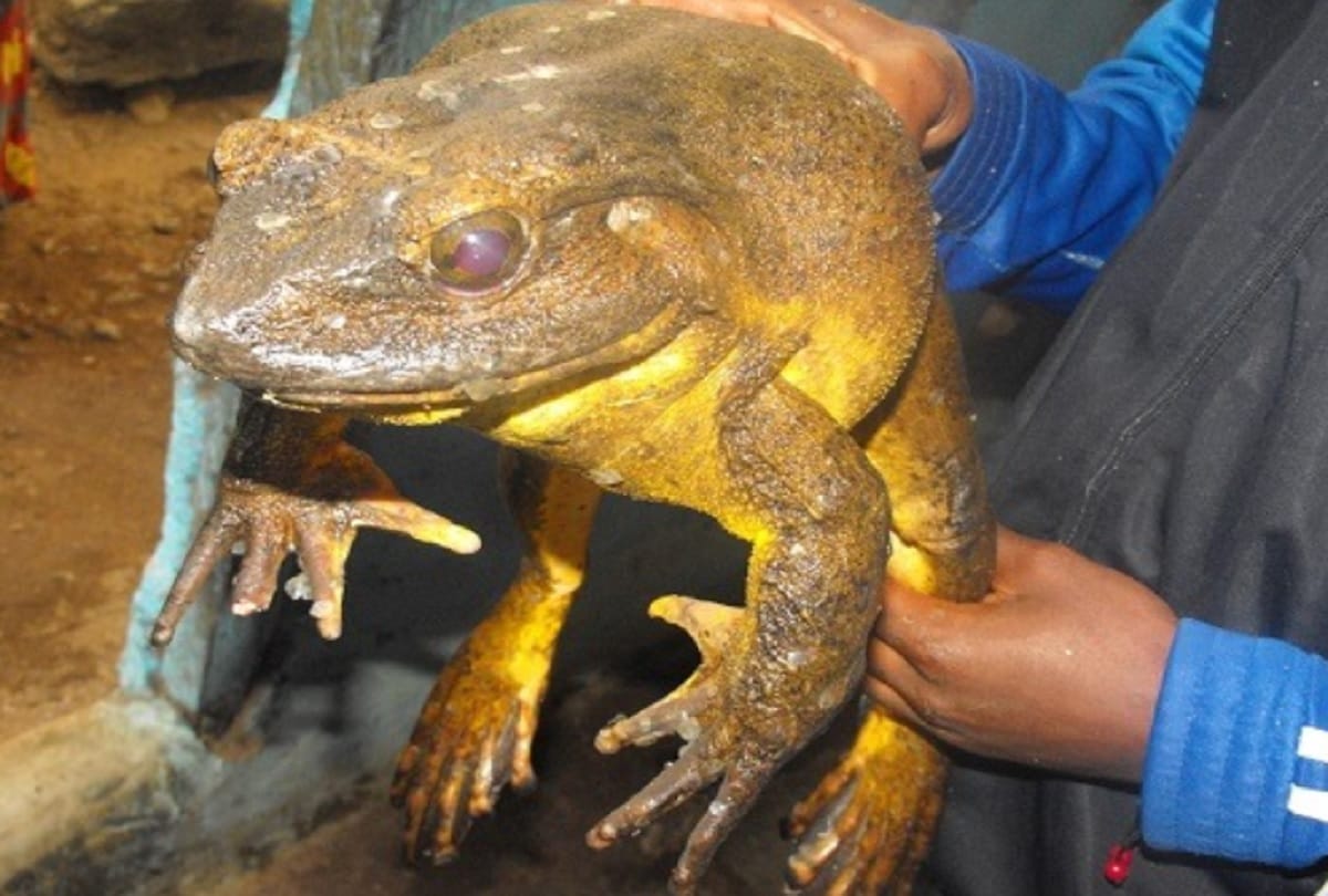 Worlds largest frog goliath lives in African countries which weigh up to 3.3 kilograms