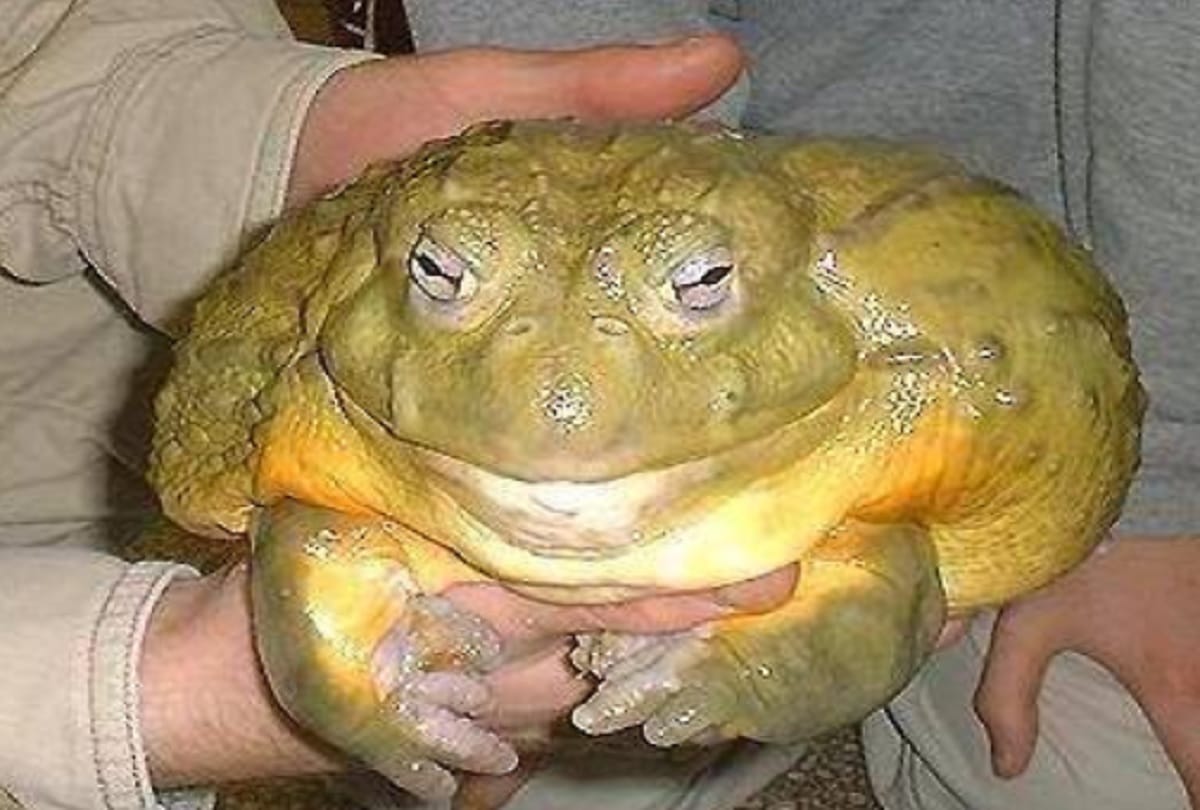 Worlds largest frog goliath lives in African countries which weigh up to 3.3 kilograms