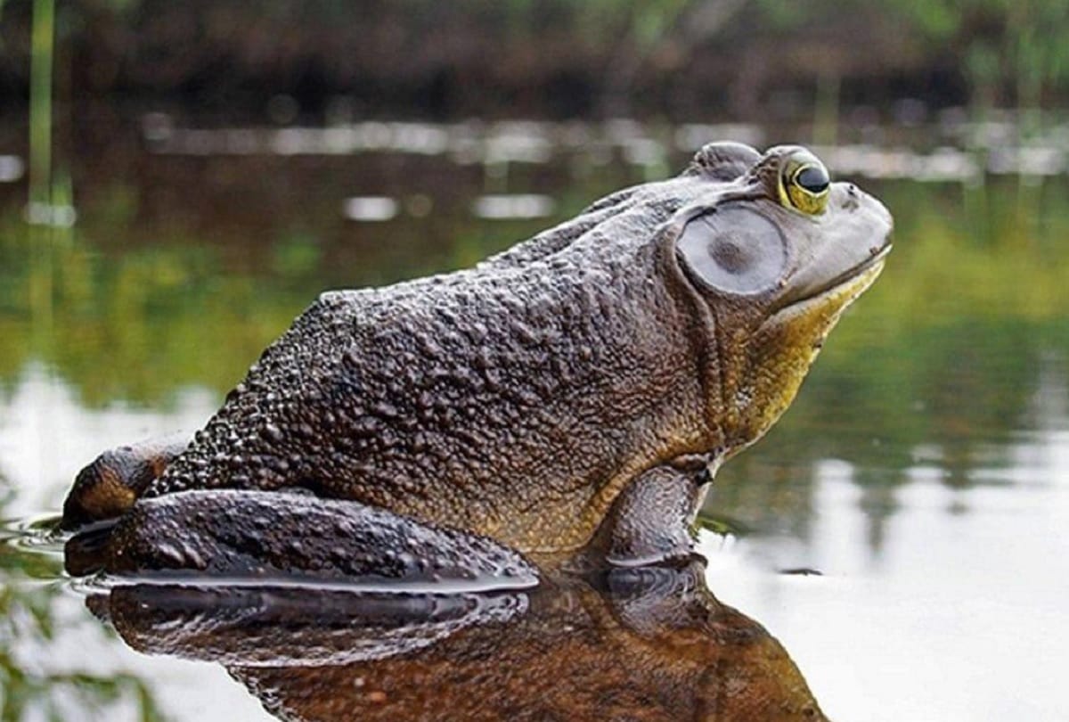 Worlds largest frog goliath lives in African countries which weigh up to 3.3 kilograms