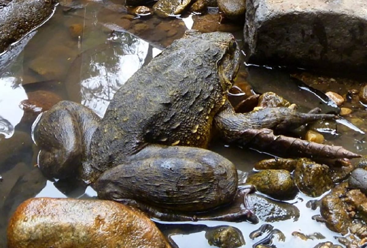 Worlds largest frog goliath lives in African countries which weigh up to 3.3 kilograms