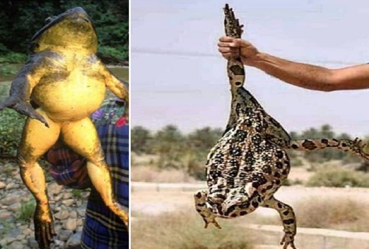 Worlds largest frog goliath lives in African countries which weigh up to 3.3 kilograms