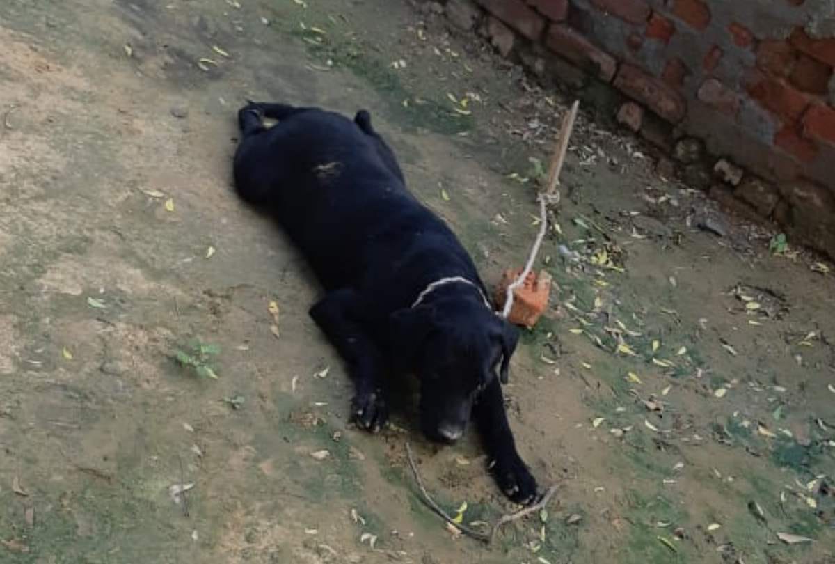Theft in Faridabad house family members and pet dog fainted by thiefs