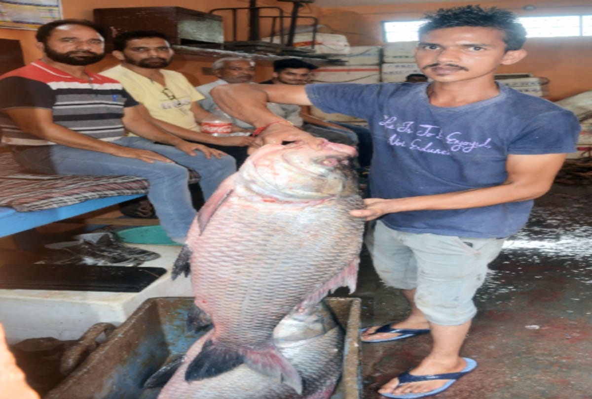 Ban on fish hunting in Himachal removed