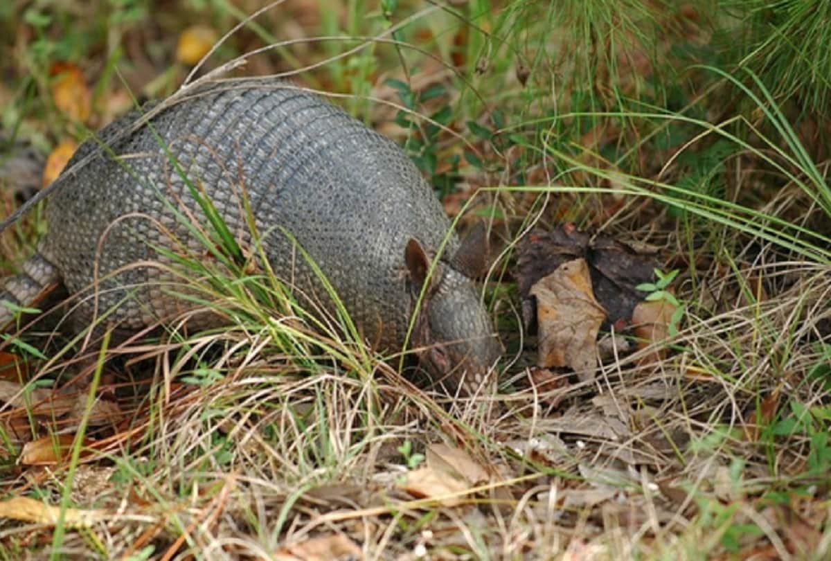 Incredible Armadillo Facts This Animal’s Armour like Skin Works As Bulletproof