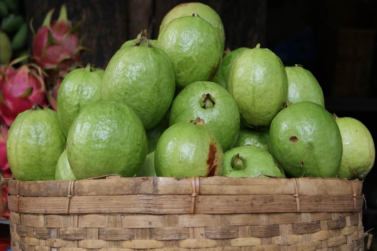 make guava halwa in sawan vrat recipe