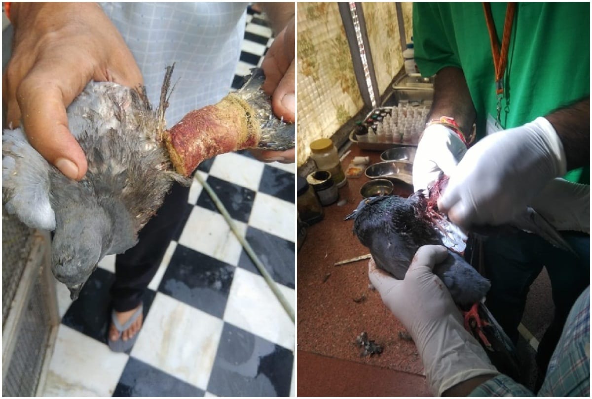 More than 500 birds injured by Chinese strings in delhi
